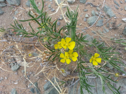 Potentilla verticillaris