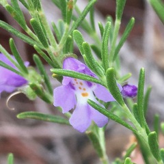 Prostanthera saxicola major