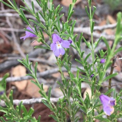 Prostanthera saxicola major