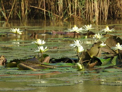 Nymphaea lotus