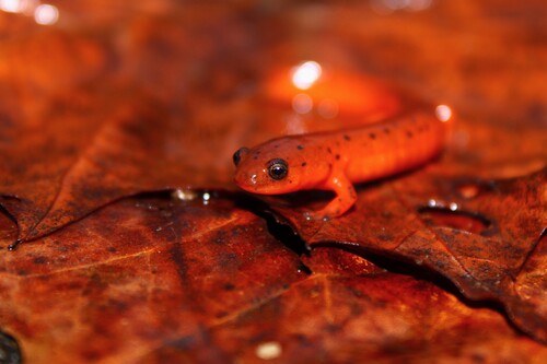Midland Mud Salamander, Pseudotriton diastictus