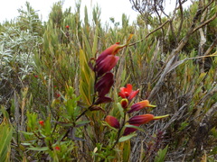 Castilleja talamancensis