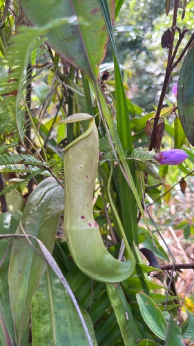 Nepenthes mirabilis