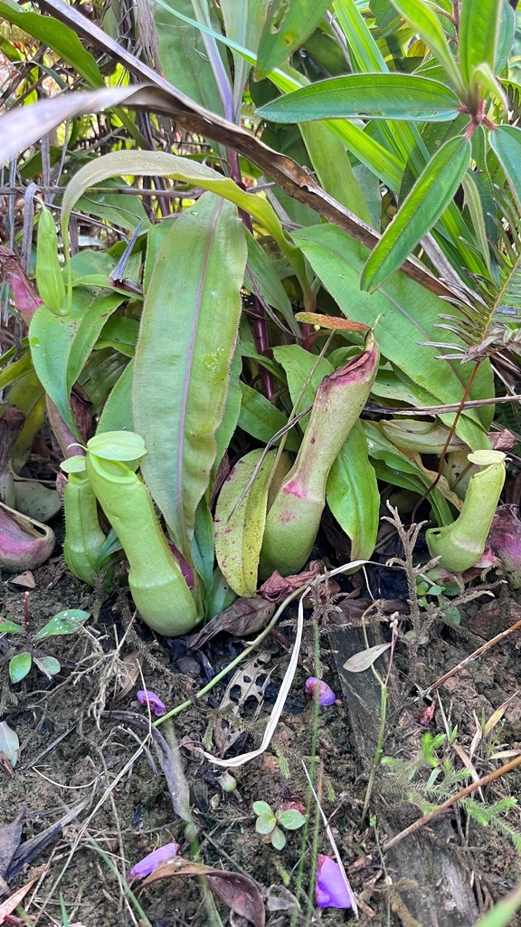 tropical pitcherplant (Nepenthes mirabilis)