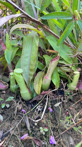 Nepenthes mirabilis