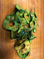 Pararchidendron pruinosum