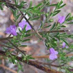 Prostanthera saxicola major