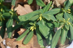 Daphne jezoensis