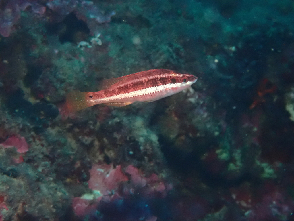Doderleins lipvis (Symphodus doderleini) — Labridae