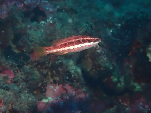 Doderlein's wrasse (Symphodus doderleini) — Labridae