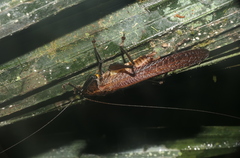 Eschatoceras