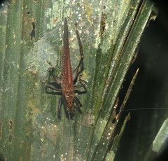 Eschatoceras