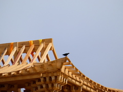 Pyrrhocorax pyrrhocorax