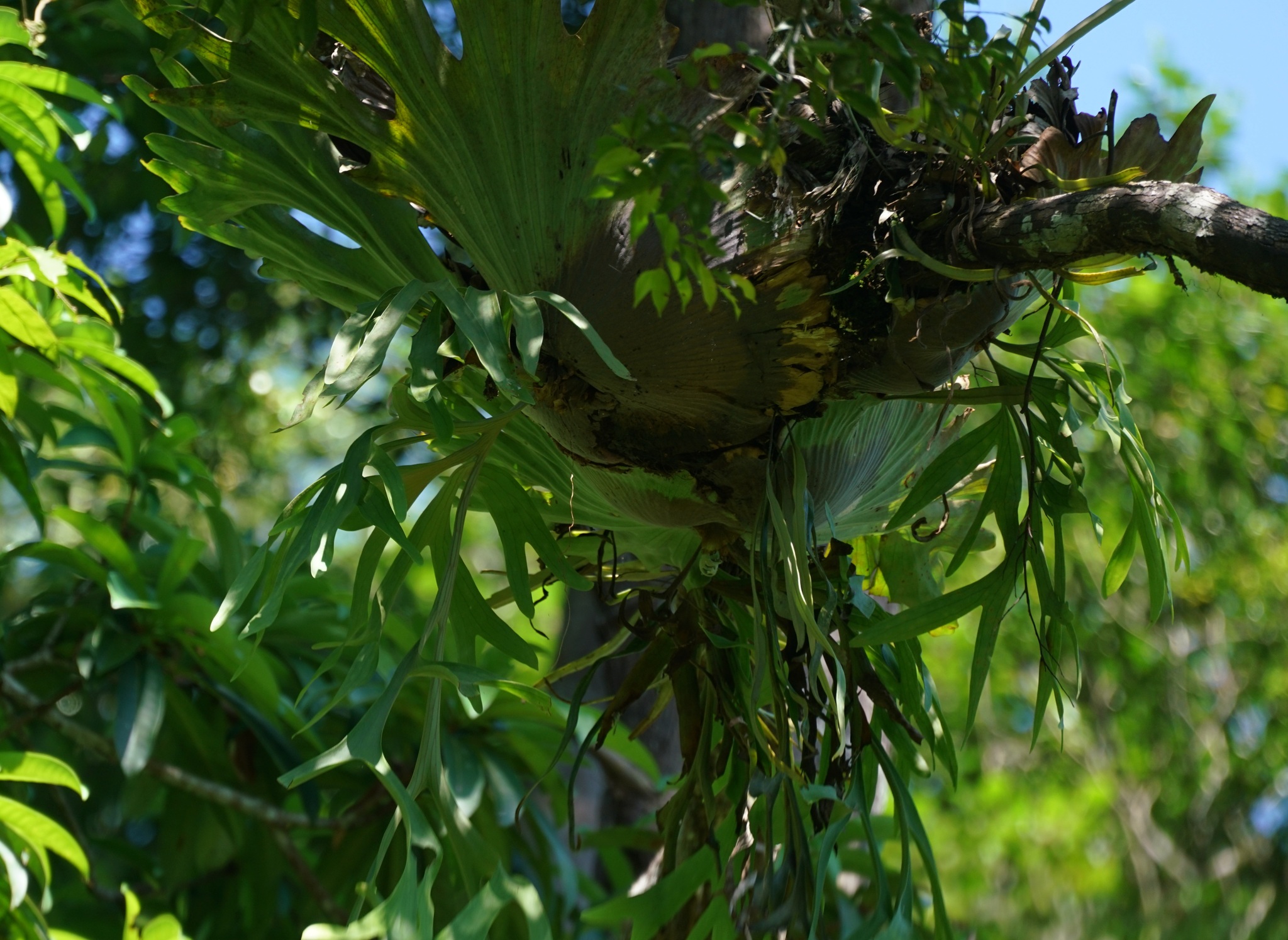 Platycerium coronarium