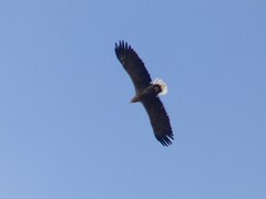 Haliaeetus albicilla