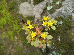 Sedum actinocarpum