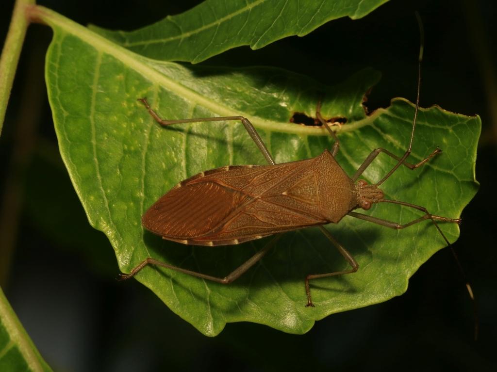 Paradasynus rostratus