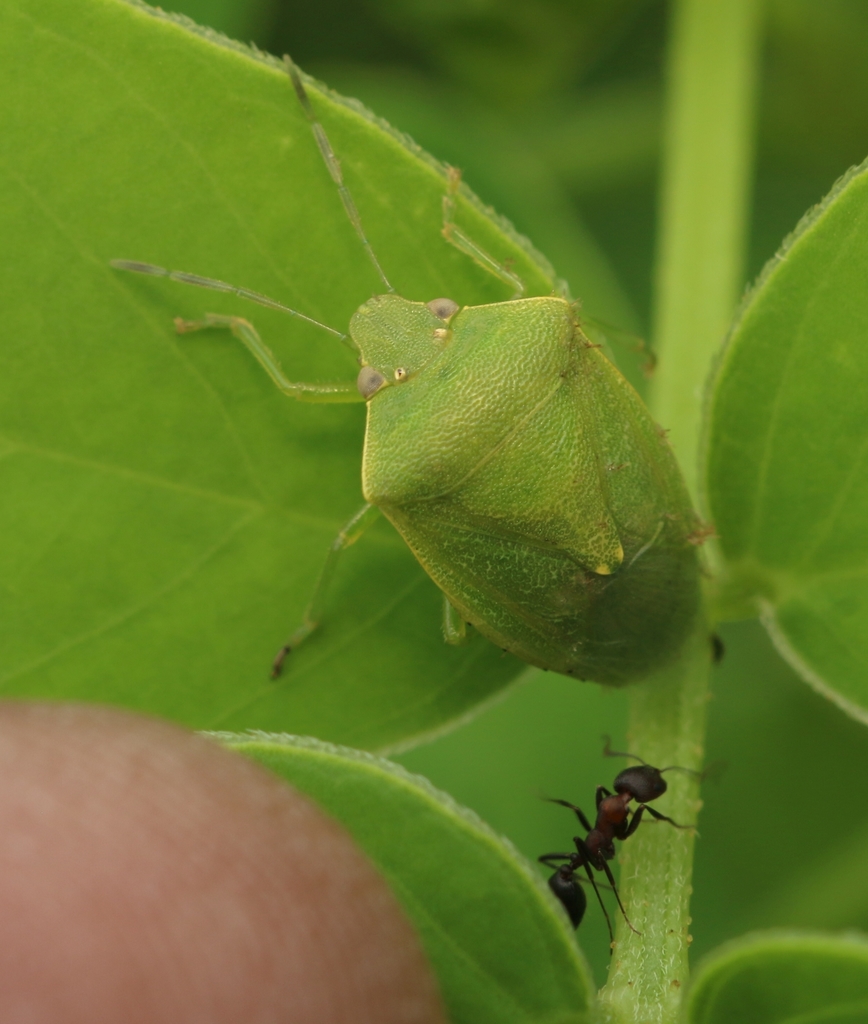 Acrosternum gramineum