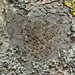 Gray-rimmed Firedot Lichen - Photo (c) Gennadiy Okatov, some rights reserved (CC BY-NC), uploaded by Gennadiy Okatov