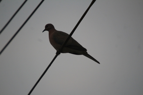 Laughing Dove (Spilopelia senegalensis), photo 4