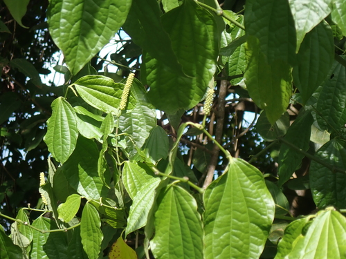 Foto de Jaborandi