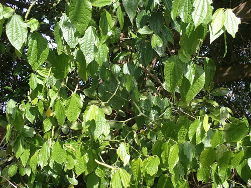 Foto de Jaborandi