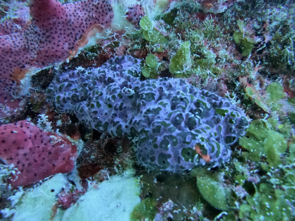 Plakortis symbiotica