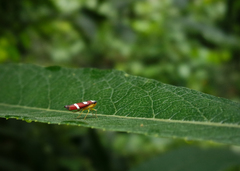 Erythrogonia odonsera