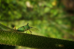 Euschistus carbonerus