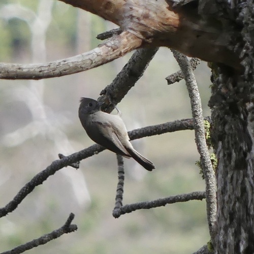 Oak Titmouse (Baeolophus inornatus), photo 4