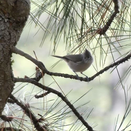 Oak Titmouse (Baeolophus inornatus), photo 5