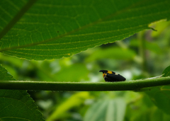 Enchophyllum quinquemaculatum