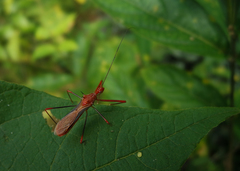 Ricolla quadrispinosa