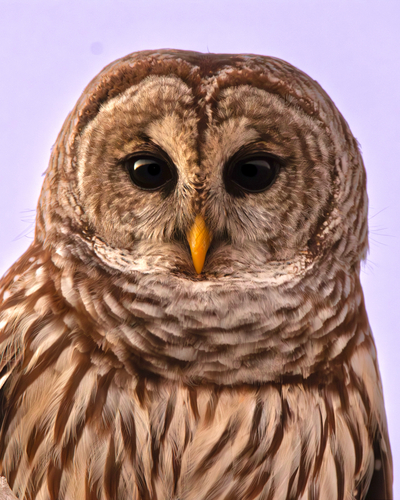 View observation of {o.common_name} on iNaturalist