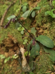 Staurogyne concinnula