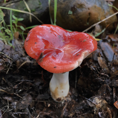 Russula silvicola