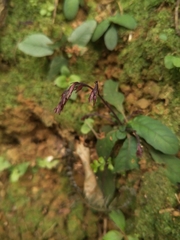 Staurogyne concinnula