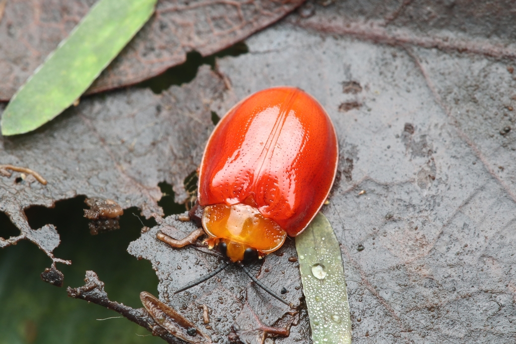 Callispa cassidoides