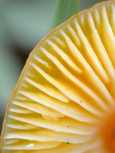 Golden Waxcap