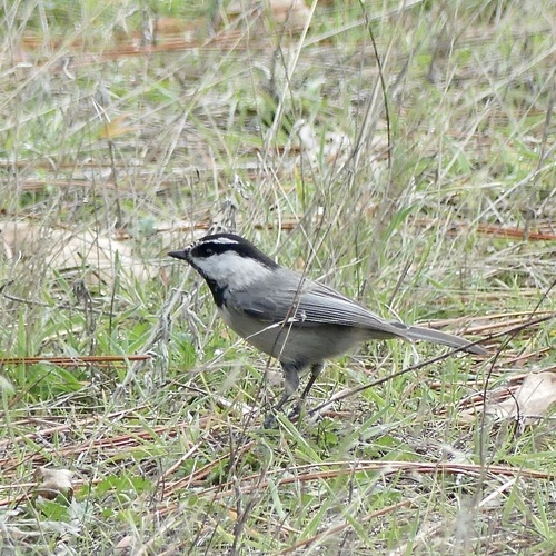Mountain Chickadee (Poecile gambeli), photo 5
