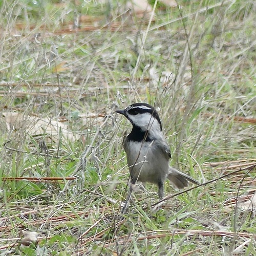 Mountain Chickadee (Poecile gambeli), photo 6