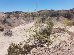 Plectrocarpa tetracantha
