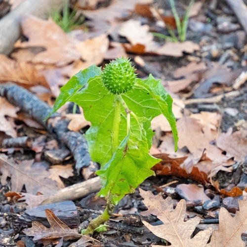 Datura officinal