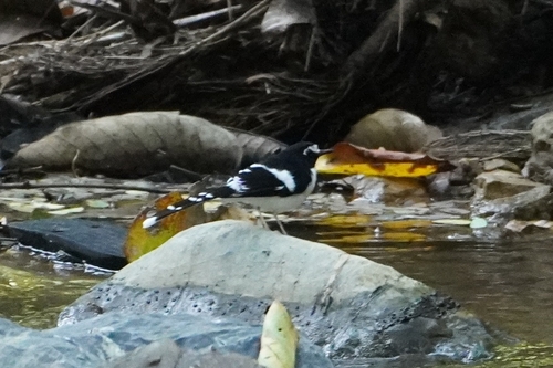 Black-backed Forktail (Enicurus immaculatus), photo 2