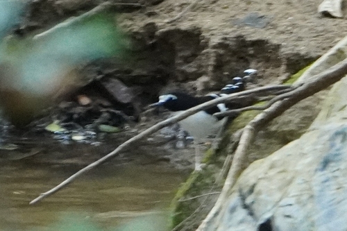Black-backed Forktail (Enicurus immaculatus), photo 3