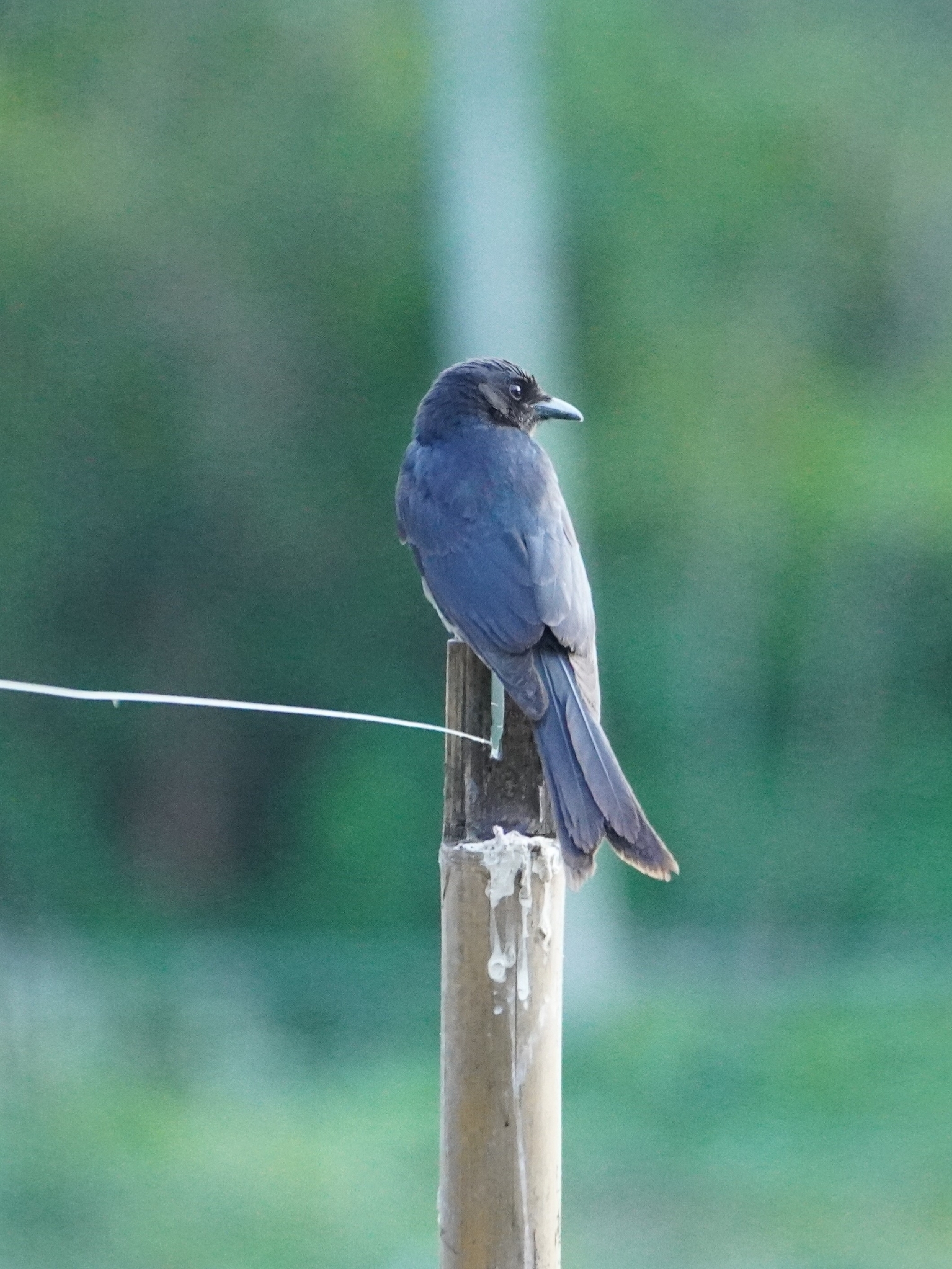 Black Drongo (Dicrurus macrocercus), photo 2