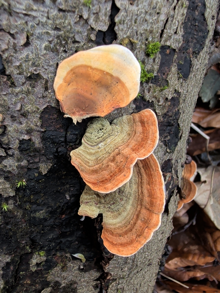 Stereum subtomentosum · January 2026 · photo: © vincent_b (iNaturalist, cc-by)