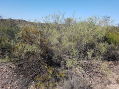 Prosopis flexuosa
