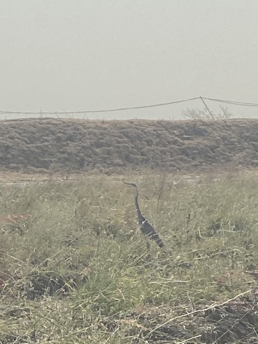 Black-headed Heron