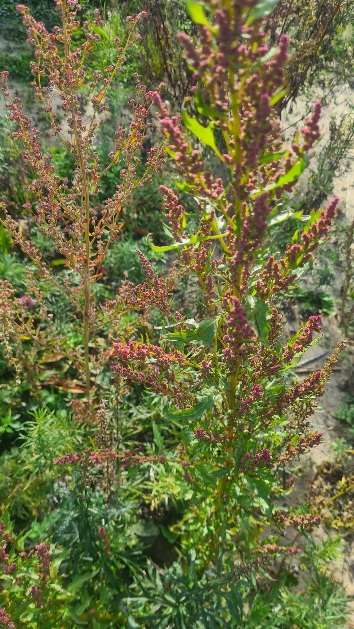 Red Pigweed (Oxybasis rubra)